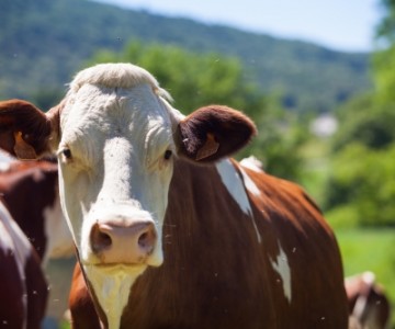 ¿cómo se realiza el transporte de ganado vivo? en Venado Tuerto