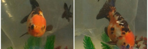 aquarium  agro | establecimientos en mitre 781, venado tuerto, santa fe