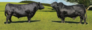 genpro agro | insumos ganaderos en dante alighieri 852, venado tuerto, santa fe