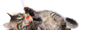 juguemos gatitos agro | veterinarias en libertad 1249, venado tuerto, santa fe