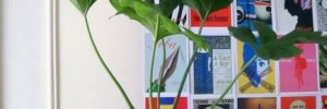 las kokedamas de ana arte | artesanias y artesanos en belgrano y cabral, carmen, provincia de santa fe