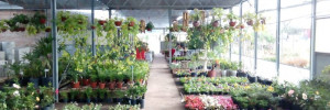 vivero santa isabel casa hogar | viveros en avenida marcos ciani 3573, venado tuerto, santa fe