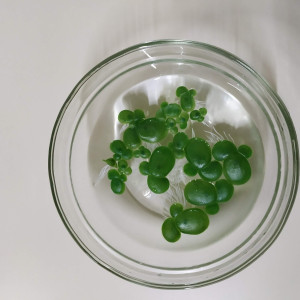 lenteja de agua flotante x bolsa