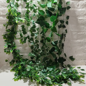 guia hoja pothus 240cm