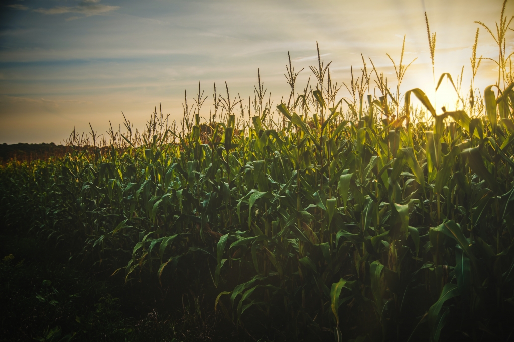 Cultivos Intensivos, ESTUDIO AGRONOMICO, venado tuerto 