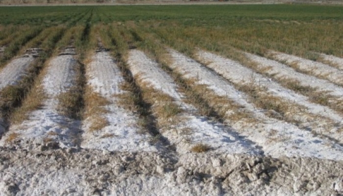 MANEJO DE TIERRAS AFECTADAS POR SALES Y/O EXCESOS HÃDRICOS, ESTUDIO AGRONOMICO, venado tuerto 