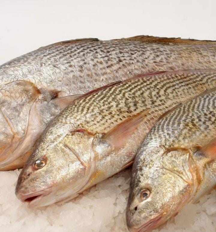 CORVINA RUBIA CONGELADA AL PESO, Congelados Don Esteban, Santa Isabel