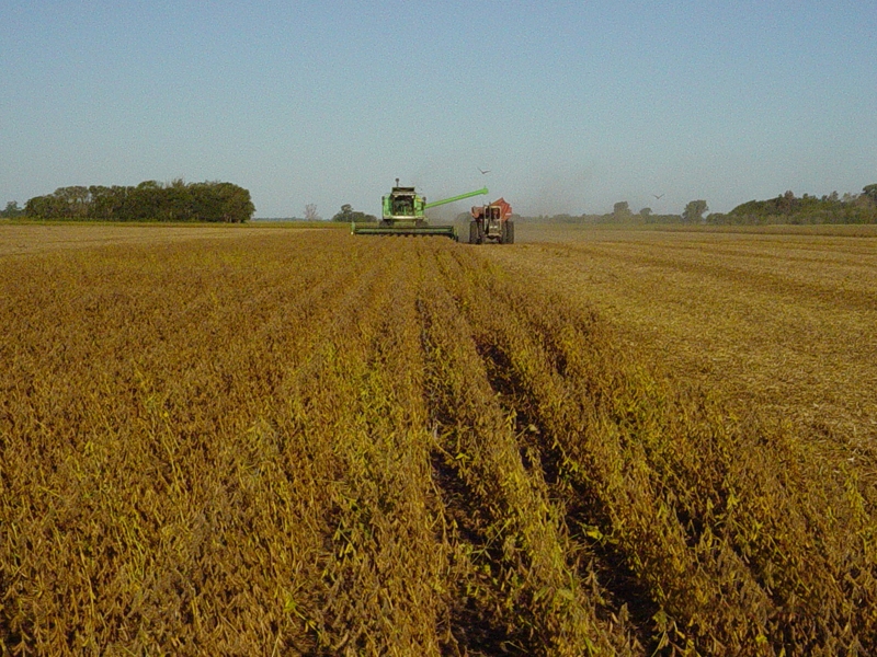 Semillas, SSP Seeds - Southern Seeds Production , arrecifes