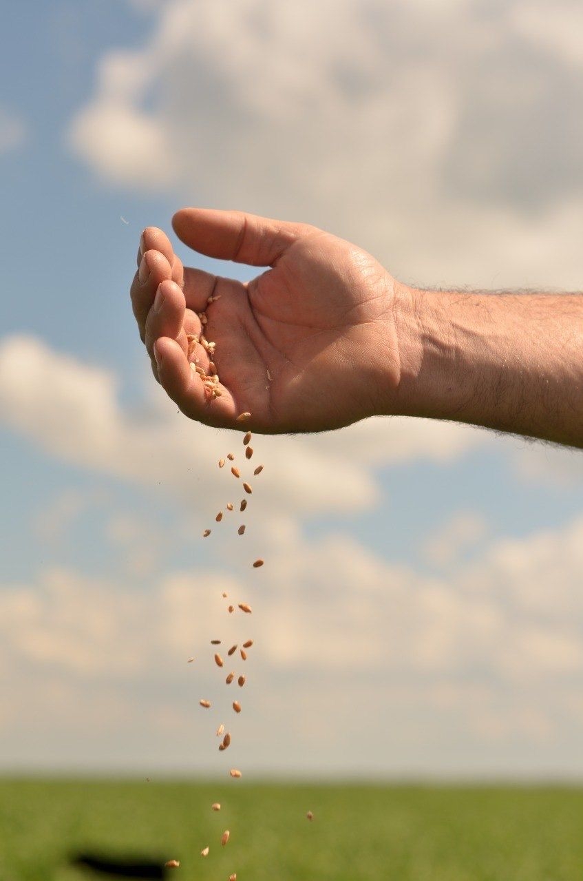 ProtegÃ© tu inversiÃ³n desde la siembra, Suelo Sano | Soluciones Biológicas y Asesoramiento para tu Campo, san gregorio