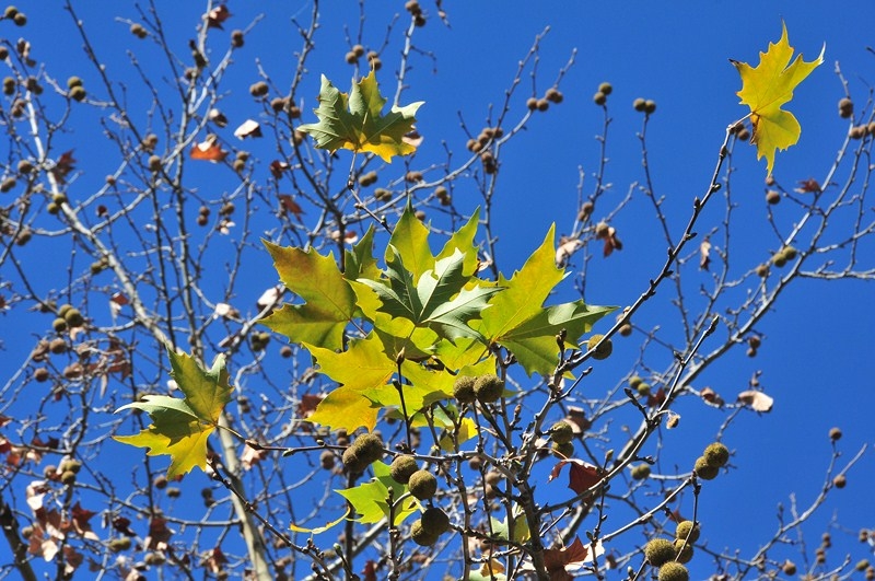 Artistica OtoÃo 2014, ALEJANDRA PERALTA, venado tuerto