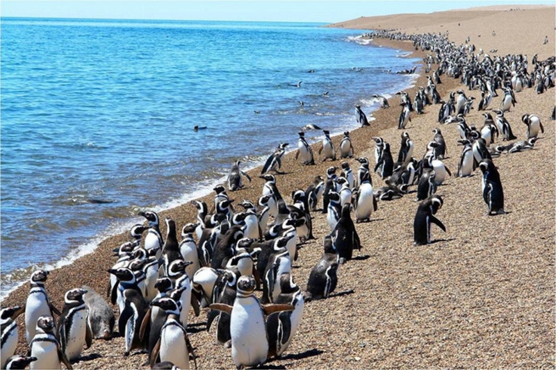 PUNTA TOMBO, JOVE VIAJES, venado tuerto