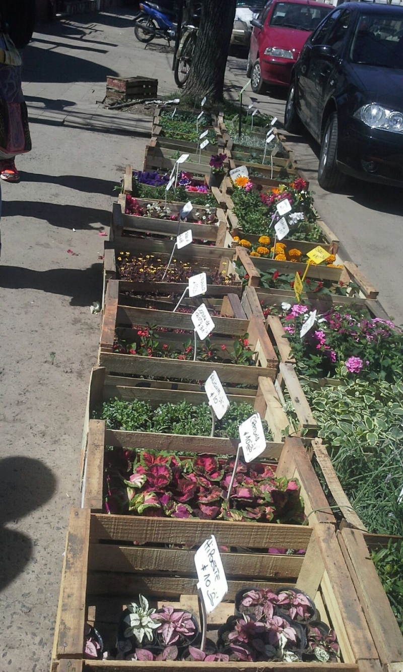 SALIDAS RECREATIVAS, CENTRO TRAZANDO , venado tuerto