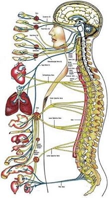 OSTEOPATIA CRANEAL, Martin Jaime, Osteopata, venado tuerto