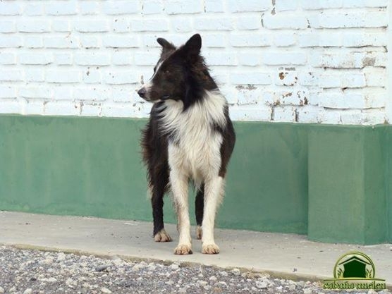 Raza Border Collie, CABAÑA UNELEN, venado tuerto