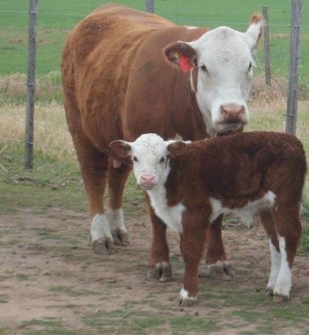 Raza Hereford, CABAÑA UNELEN, venado tuerto
